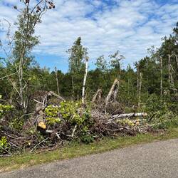 Massive tree blow down by the trail