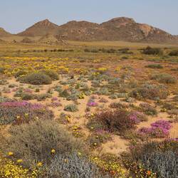 Im Goegab Nature Reserve