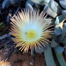 Im Sukkulentengarten