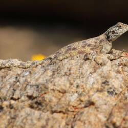 Südafrikanische Felsenagame (Agama anchietea)