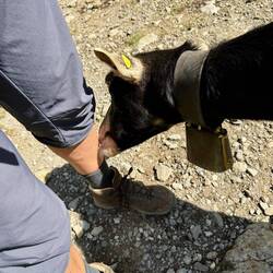 die Ziege hat mich besonders lieb gewonnen, sie verwechselt mich anscheinend mit einem Salzstein