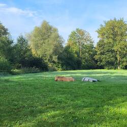 Die Pferde halten ein Nickerchen