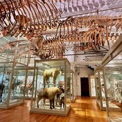 Museum of Natural History - Eine von vielen eindrücklichen Expositionen in Harvard
