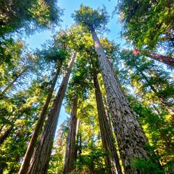 Riesige Douglas Fir