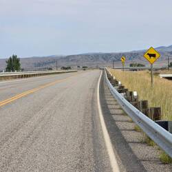 Cattle crossing sign
