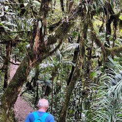 Cloud forest vegetation