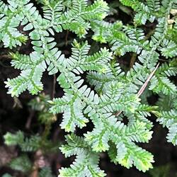 A fractal fern