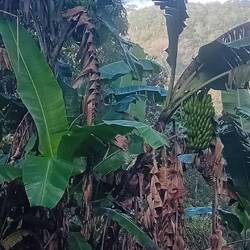 This IS a banana tree!