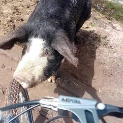 While I take the previous photo, a pig comes to taste my front tyre!