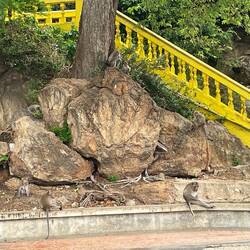Monkeys love temples