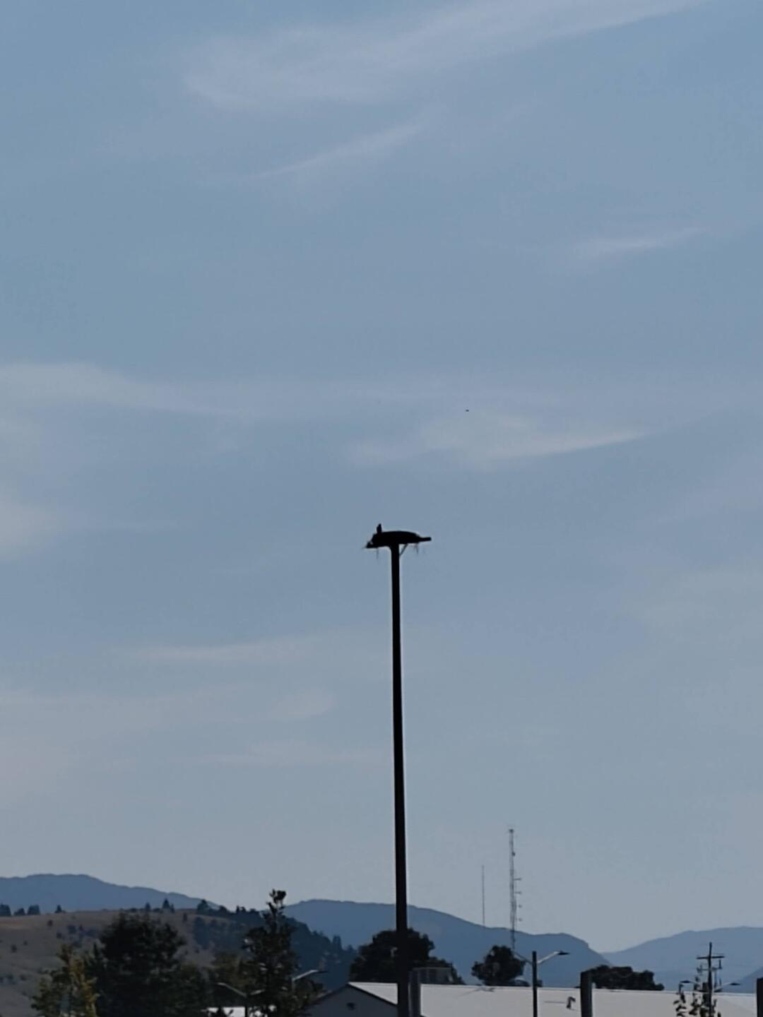 Osprey?
