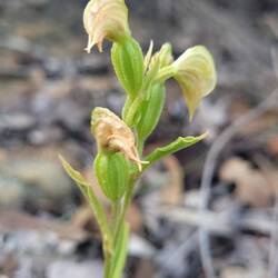 Banded Green Hood Orchid