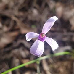 Blue Bearded Orchid