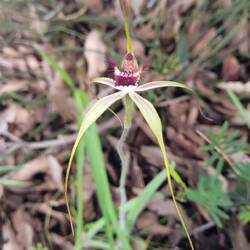 Blushing Spider Orchid