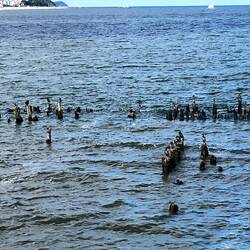 Kraniche auf alten Holzpfählen