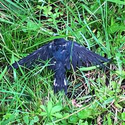 junge Schwalbe aus dem Wasser gerettet