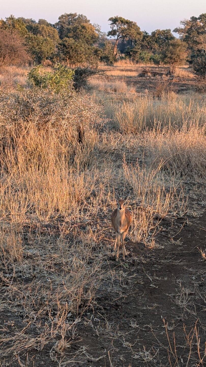 Sternbok