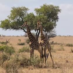 Fighting Giraffes
