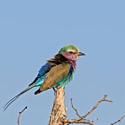 Kingfisher