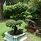 150- year-old black persimmon bonsai