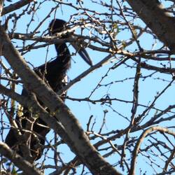 African Openbill