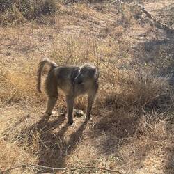 Chacma Baboon