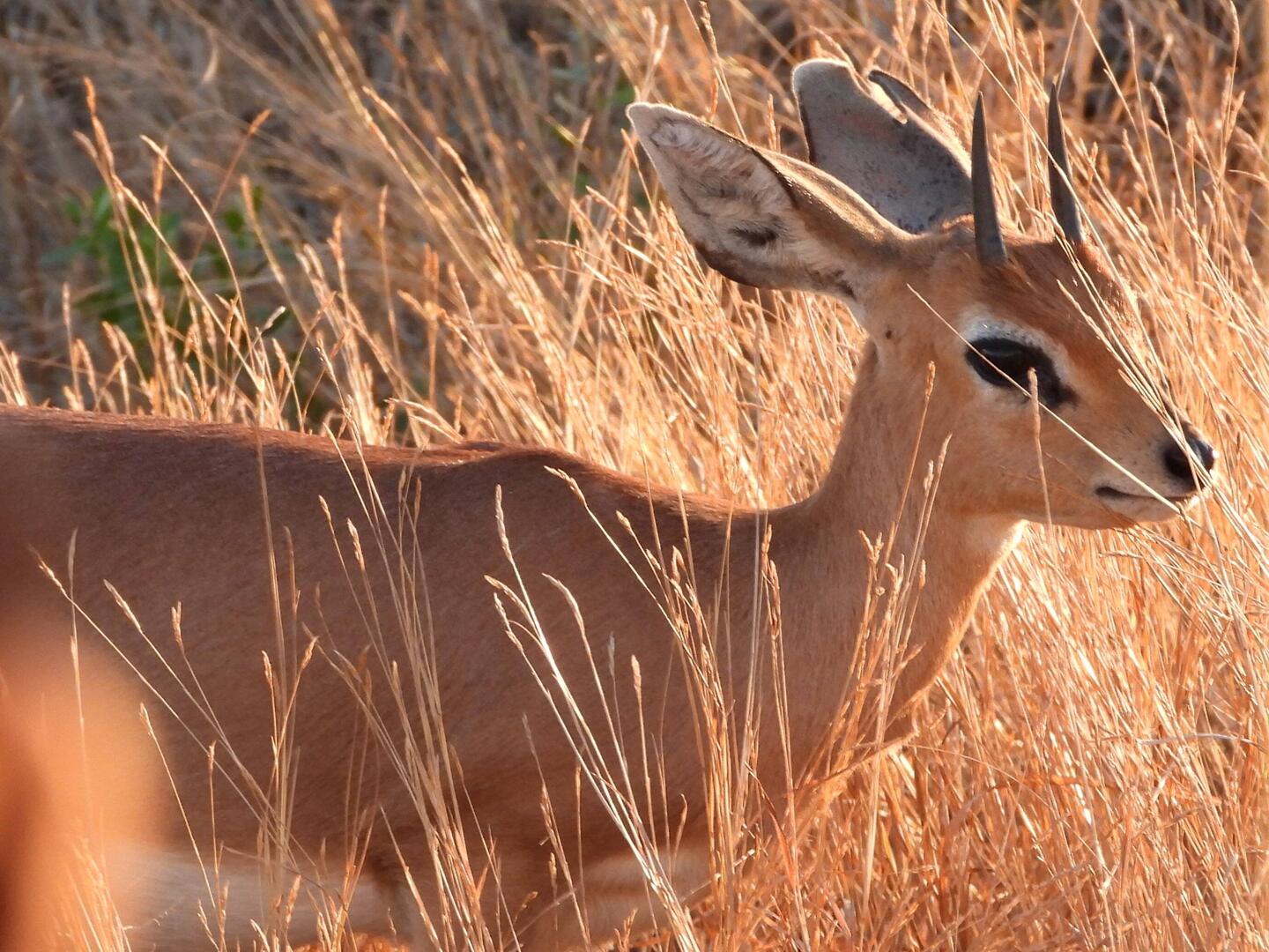 Steenbok