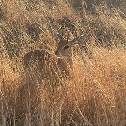 Steenbok