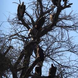 Vultures waiting their turn at the carcass