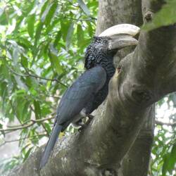 Hornbill