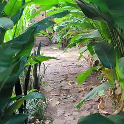 Dr Wäg zu üsem Bungalow