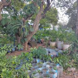 Tansanisches Gartecenter, am Strasserand