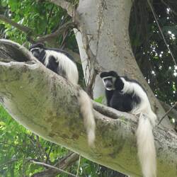 White Colobus Äffli, gseh sehr unglücklech us