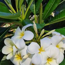 Frangipani