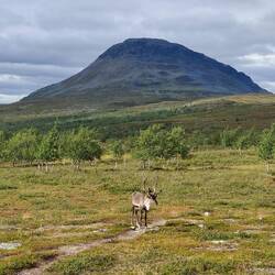 Saana and reindeer.
