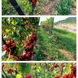 Deze kleur druiven heb ik nog nooit gezien