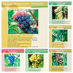 Een greep uit de wel 20 soorten druiven die er gekweekt worden