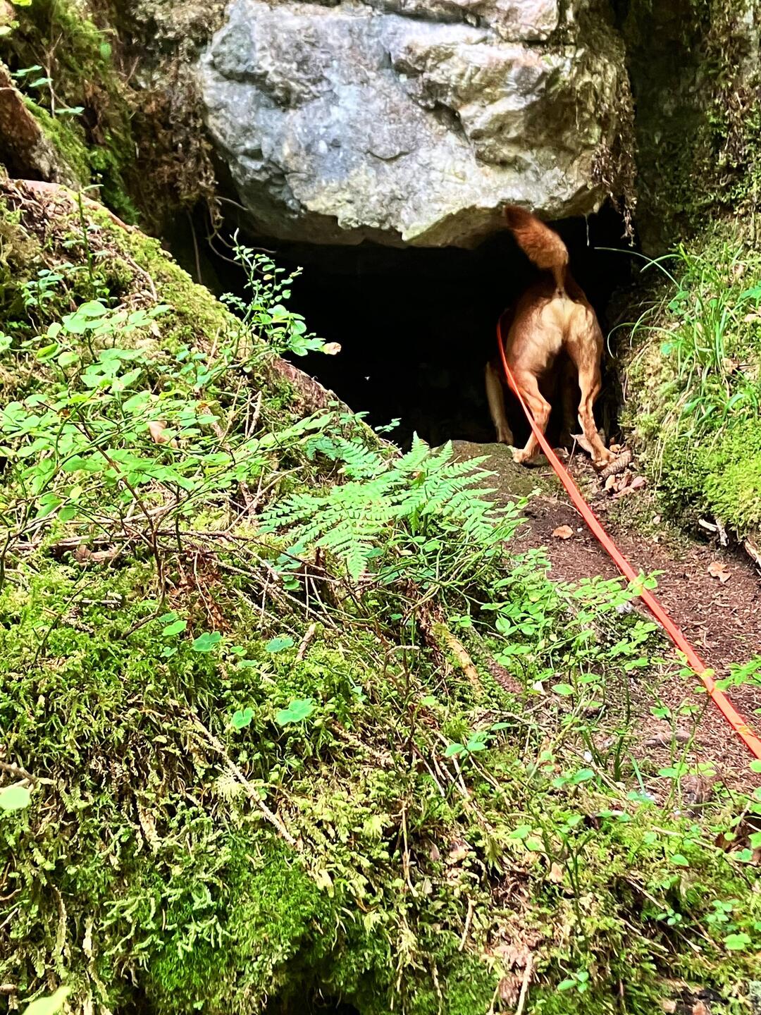 Eichhörnchen, Marder und Murmeltiere wurden "besucht"
