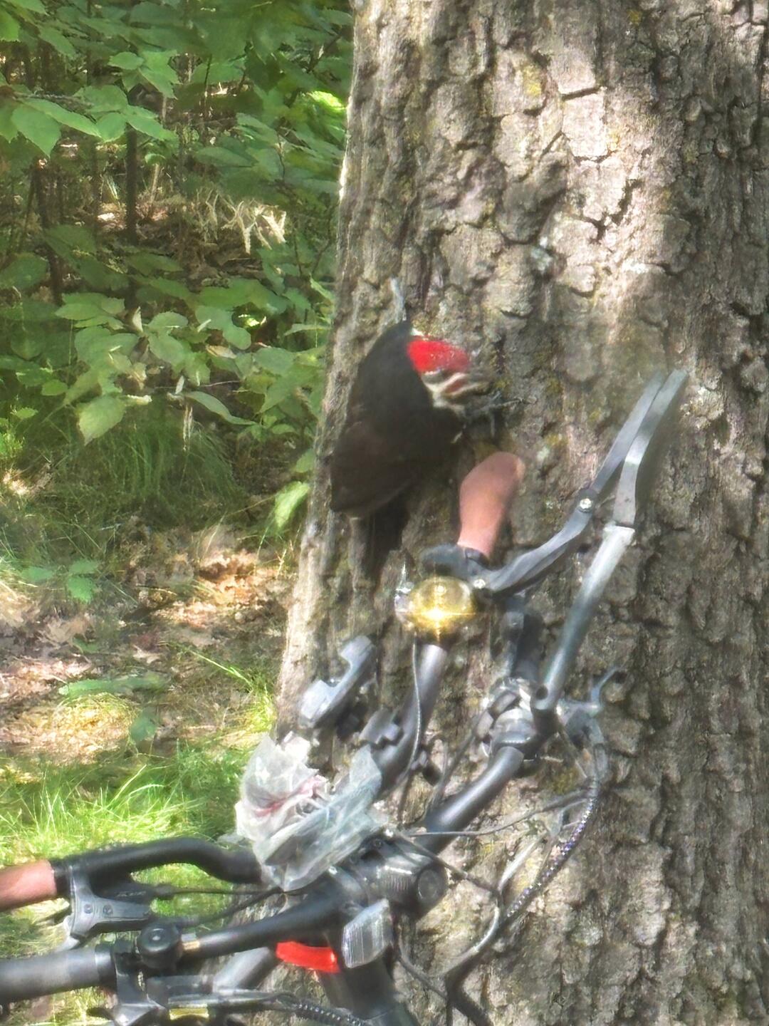 Pileated Woodpecker!