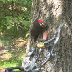 Pileated Woodpecker!