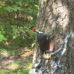 Woodpecker looking for bugs on the trunk