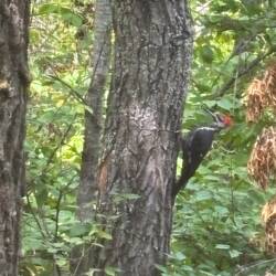 Woodpecker moved to another tree