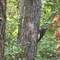 Woodpecker moved to another tree