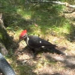 Woodpecker workong the ground for bugs