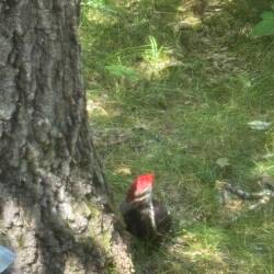 Second Pileated Woodpecker