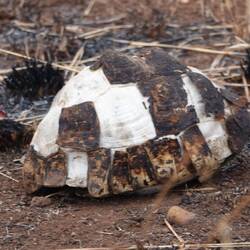 Schildkröten Panzer hilft nicht gegen Feuer