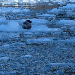 The seal in Eternity Fjord