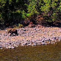 Grizzly Bär am spazieren