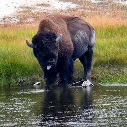 Wusste nicht, dass die hellblaue Zungen haben🤣