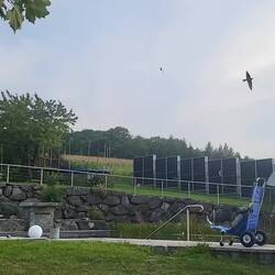 Schwalbenflug am Abend